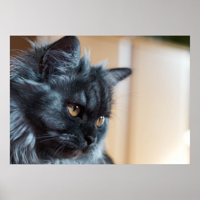 Poster Gato bonito (Frente)