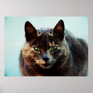 Pôster Gato bonito