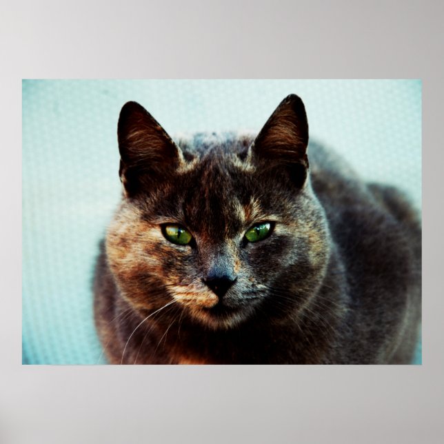 Pôster Gato bonito (Frente)