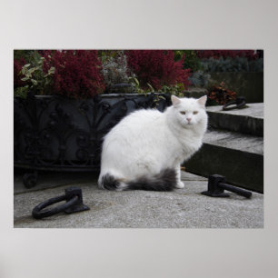 Pôster Gato branco bonito em uma sepultura