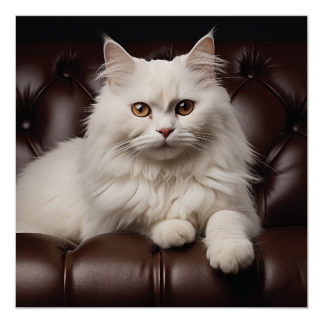 Pôster Gato branco majestoso (Frente)