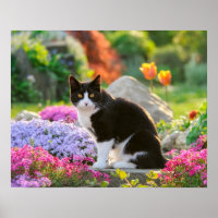 Gato branco preto e bonito em um jardim de flores