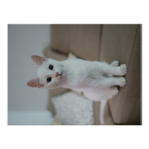 Pôster Gato branco   Zazzle_Growth.