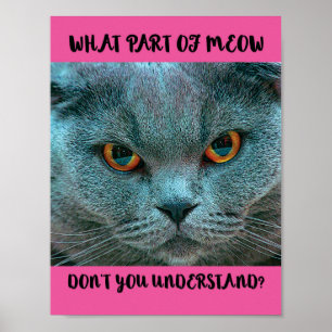 Poster Gato britânico azul de Shorthair engraçado e