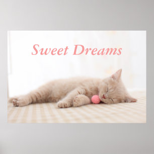 Poster Gato britânico de Shorthair