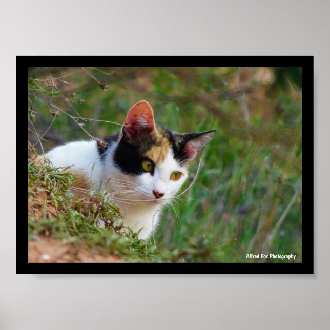 Poster Gato Calico à Espera (Frente)