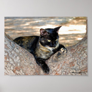Poster Gato Casaco de Tartaruga na Árvore