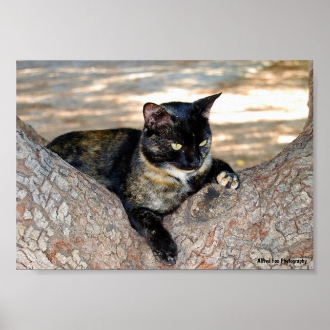 Poster Gato Casaco de Tartaruga na Árvore (Frente)