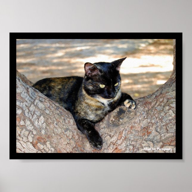 Poster Gato Casaco de Tartaruga na Árvore (Frente)