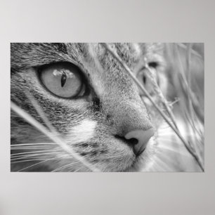 Pôster gato cinza e branco em um verde