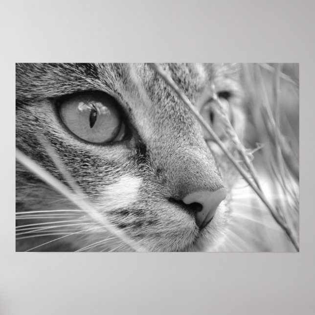 Pôster gato cinza e branco em um verde (Frente)