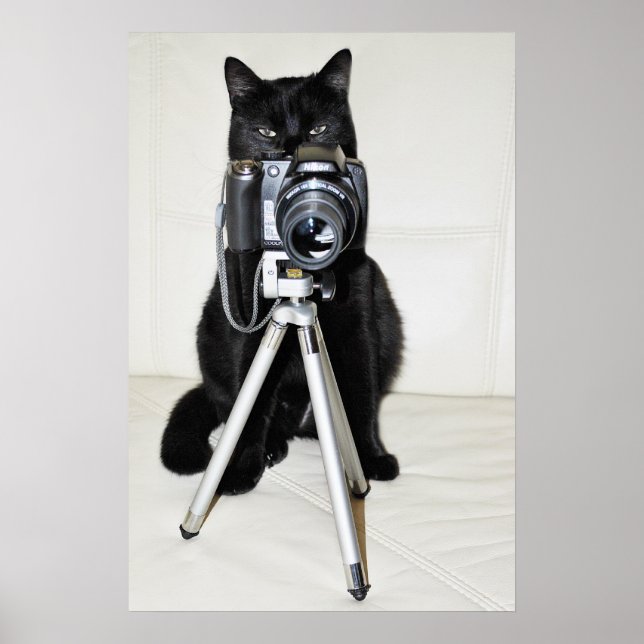 Pôster Gato com a câmera - cartaz (Frente)