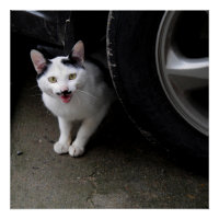 Gato com bigode
