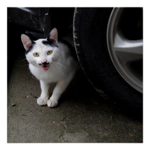 Pôster Gato com bigode