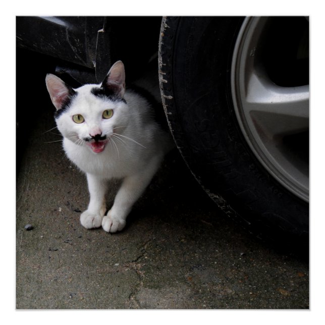 Pôster Gato com bigode (Frente)