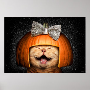 Poster Gato Com Cabelo De Pumpkin