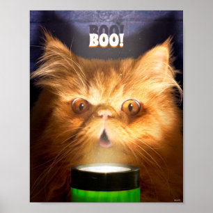 Poster Gato Com Lanterna
