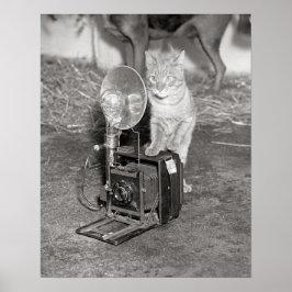 Pôster Gato com uma Câmera, 1936. Foto Antiga