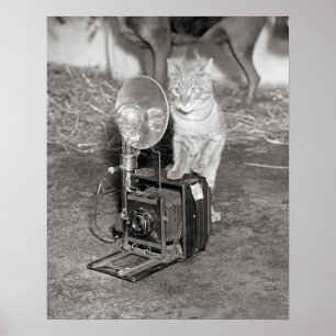 Pôster Gato com uma Câmera, 1936. Foto Antiga