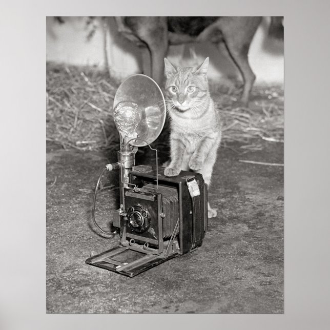 Pôster Gato com uma Câmera, 1936. Foto Antiga (Frente)