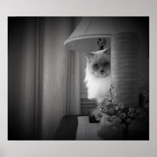 Poster Gato Curioso,