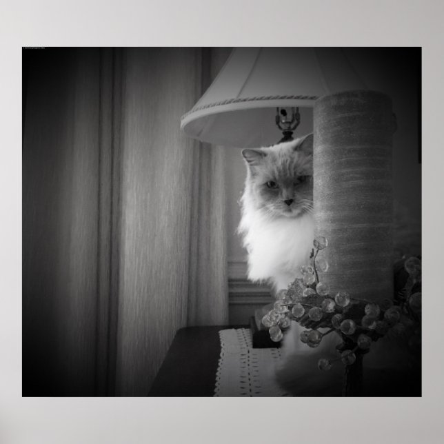 Poster Gato Curioso, (Frente)