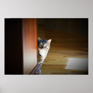 Poster Gato Curioso,