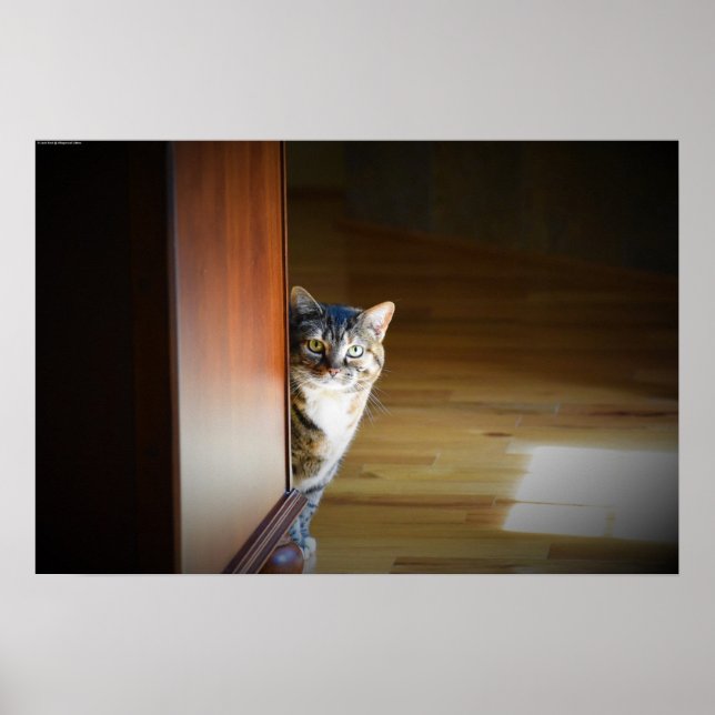 Poster Gato Curioso, (Frente)