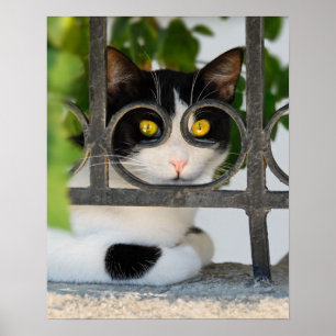 Pôster Gato curioso com óculos Foto engraçada