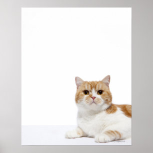 Pôster Gato da dobra do Scottish