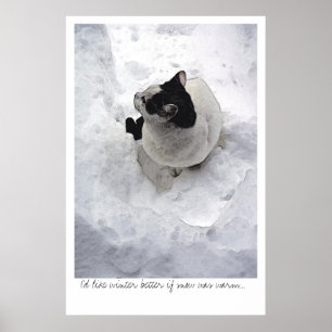 Pôster Gato da neve