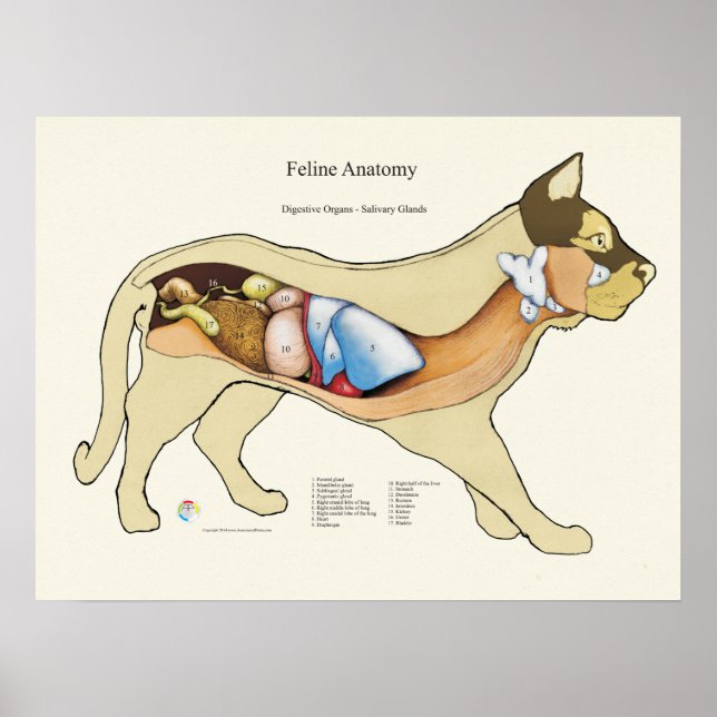 Poster Gato de Anatomia Digestiva Interna (Frente)