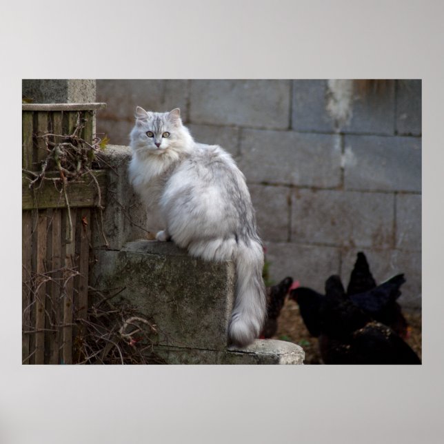Poster Gato de Angora Branca de cinzas (Frente)