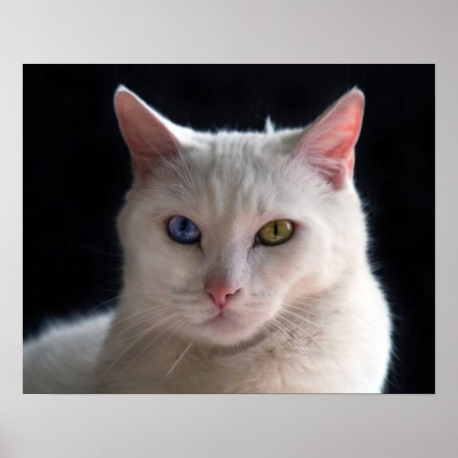 Poster Gato de Angora Turco com Olhos Estranhos (Frente)