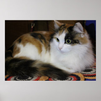 Poster Gato de Animais de Companhia Bonitos em Vermelho A