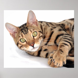 Poster Gato de Bengala deitado