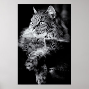 Poster Gato de Cabelo Comprido