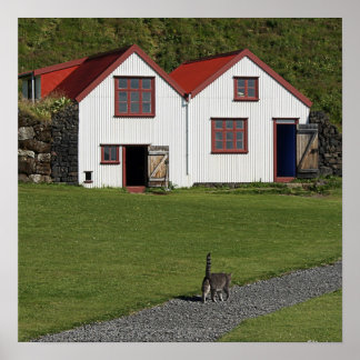 Poster Gato de Cauda