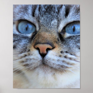 Poster Gato de cinza