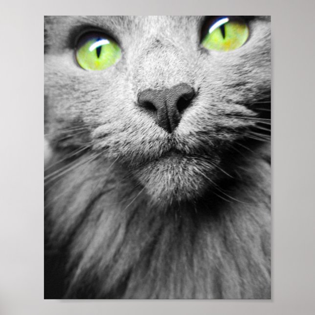 Poster Gato de cinza com olhos verdes brilhantes (Frente)