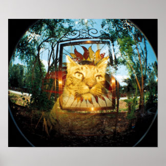 Pôster Gato de Espelho