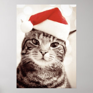 Poster Gato de gato malhado doméstico que veste o chapé