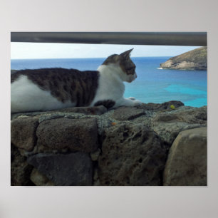 Poster Gato de Havaí