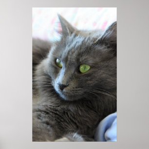 Poster Gato de Nebelung