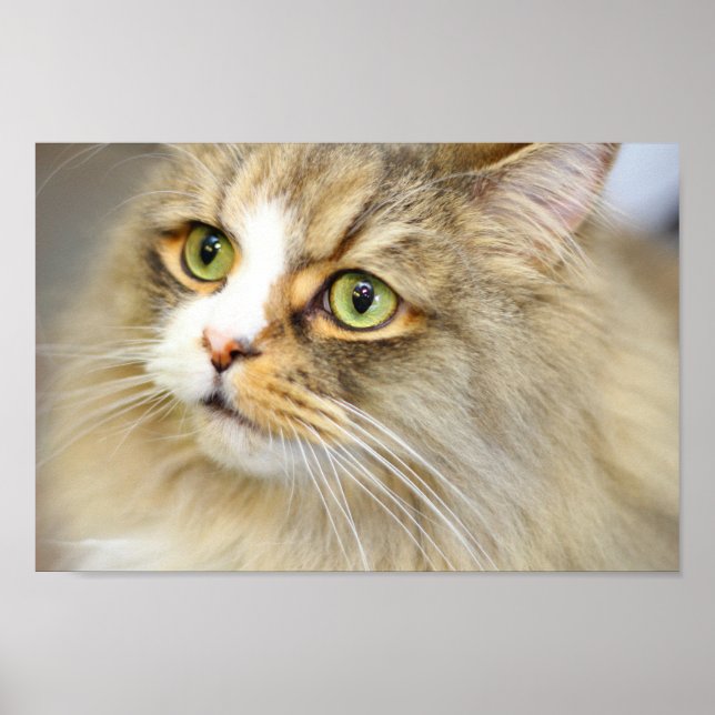 Poster Gato de Ragamuffin Attenente (Frente)