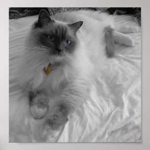 Pôster Gato de Ragdoll