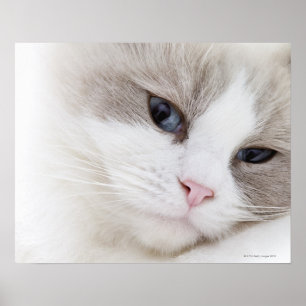 Poster Gato de Ragdoll