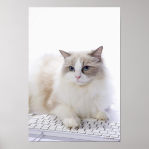 Pôster Gato de Ragdoll no teclado de computador