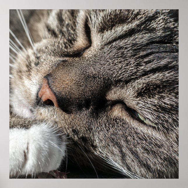 Pôster Gato De Sentir (Frente)