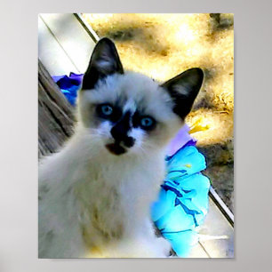 Poster Gato de Snowshoe
